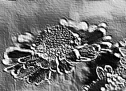 Skamielina