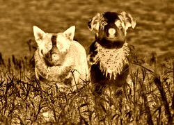 Sepia + Negatyw