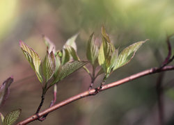 Oryginalny obrazek