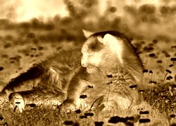Sepia + Negatyw