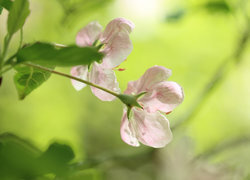 Oryginalny obrazek
