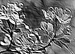 Skamielina
