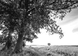 Szary + Sepia