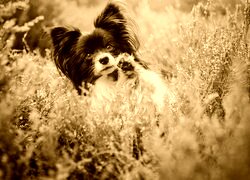 Sepia