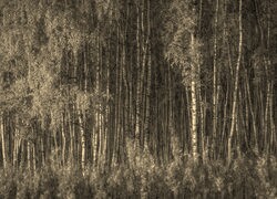 Szary + Sepia