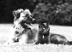 Szary + Sepia