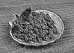 Skamielina