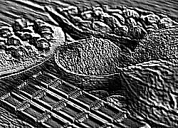 Skamielina