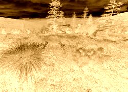 Sepia + Negatyw