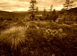 Sepia