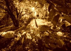 Sepia