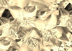 Szary + Sepia