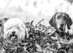 Szary + Sepia