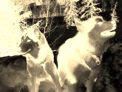 Sepia + Negatyw