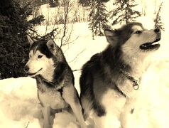Szary + Sepia