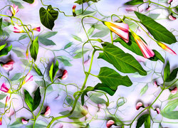 Oryginalny obrazek