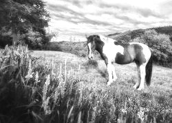 Szary + Sepia