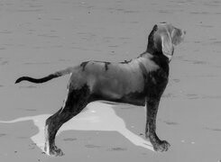 Szary + Negatyw