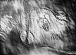 Skamielina