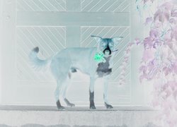 Negatyw