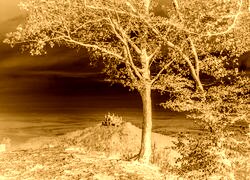 Sepia + Negatyw