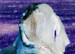 Negatyw