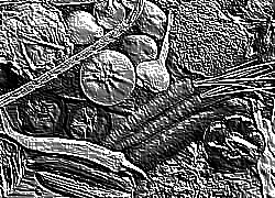 Skamielina
