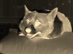 Sepia + Negatyw