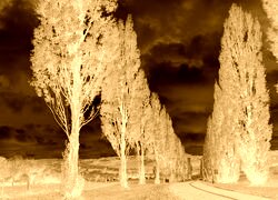 Sepia + Negatyw
