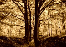 Sepia