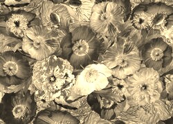 Szary + Sepia