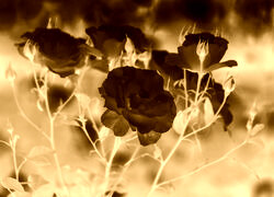Sepia + Negatyw