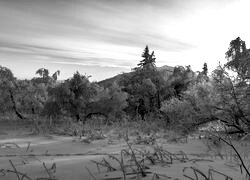 Szary + Sepia