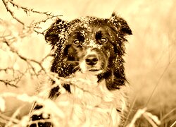 Sepia