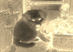 Sepia + Negatyw
