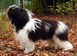 Oryginalny obrazek