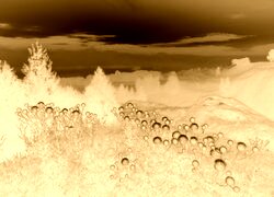 Sepia + Negatyw