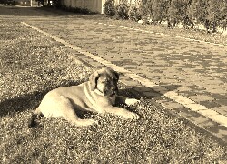 Szary + Sepia