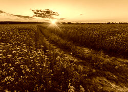 Sepia