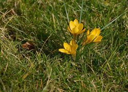 Oryginalny obrazek