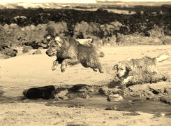 Szary + Sepia