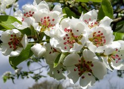 Oryginalny obrazek