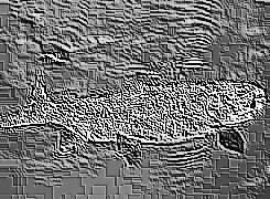 Skamielina