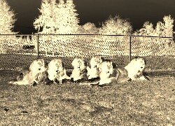 Sepia + Negatyw