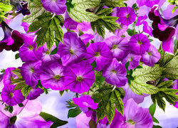 Oryginalny obrazek