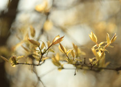 Oryginalny obrazek