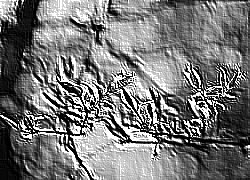 Skamielina