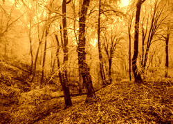 Sepia