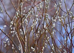 Oryginalny obrazek
