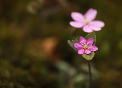 Oryginalny obrazek